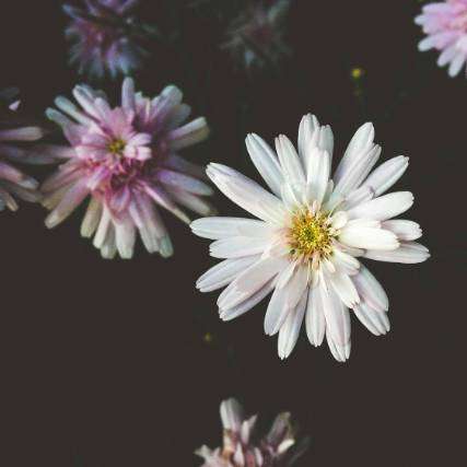 Chrysanthemum